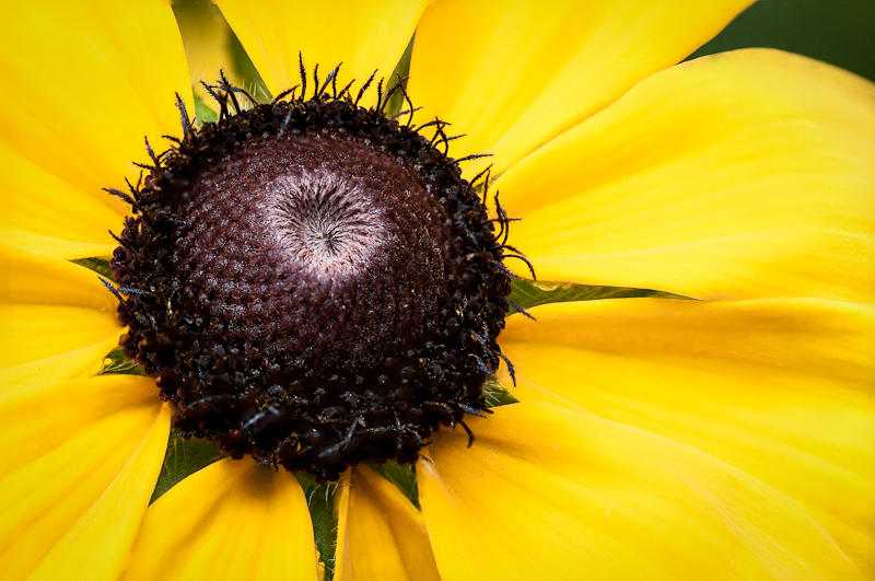 Flowers fine art photograph 1 by Rick Austin