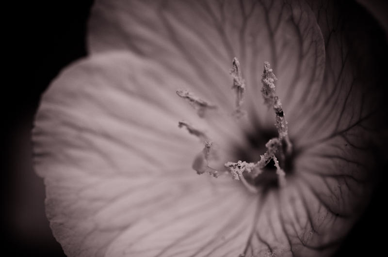 Flowers fine art photograph 2 by Rick Austin