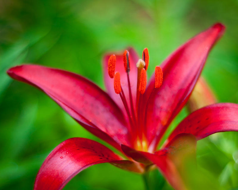 Flowers fine art photograph 3 by Rick Austin