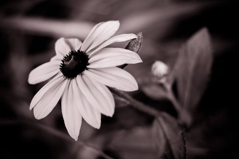 Flowers fine art photograph 4 by Rick Austin