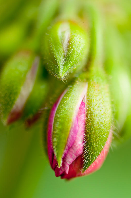 Flowers fine art photograph 5 by Rick Austin