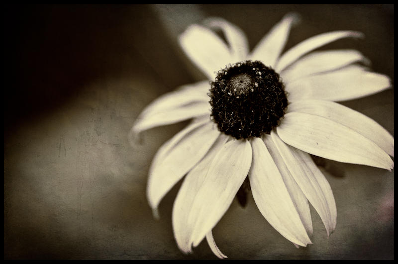 Flowers fine art photograph 6 by Rick Austin