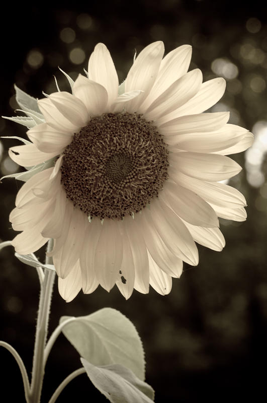 Flowers fine art photograph 8 by Rick Austin