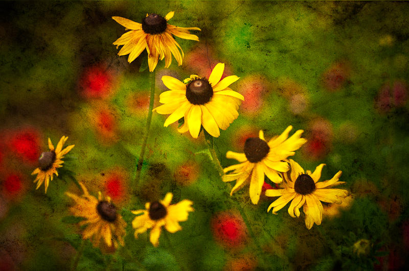 Flowers fine art photograph 9 by Rick Austin