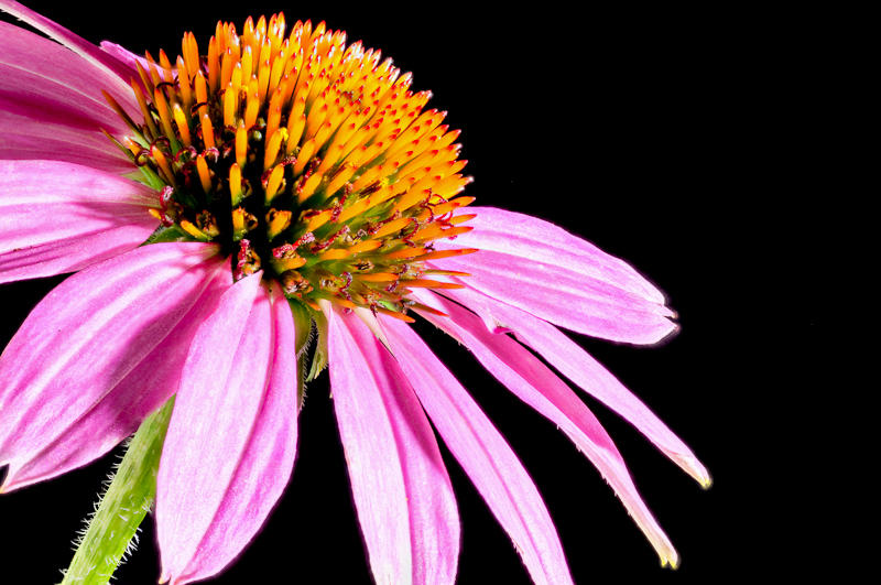 Flowers fine art photograph 10 by Rick Austin