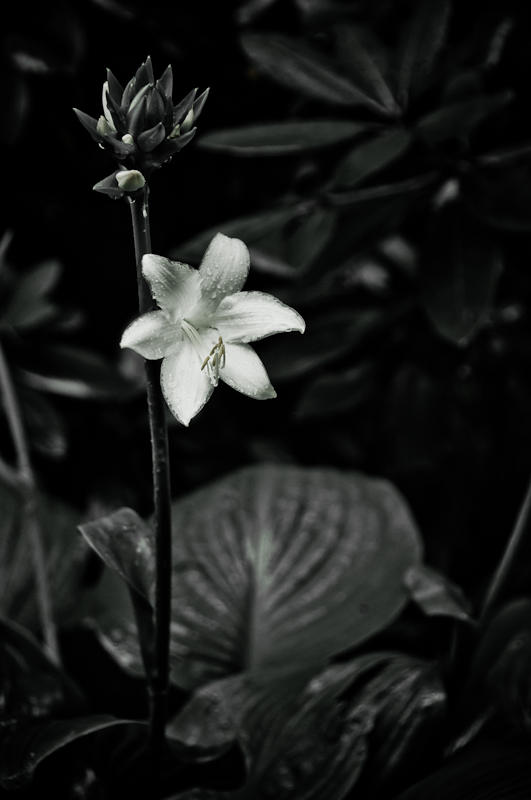 Flowers fine art photograph 11 by Rick Austin