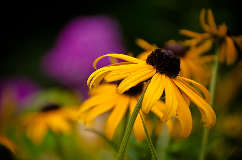 Flowers fine art photograph 12 by Rick Austin