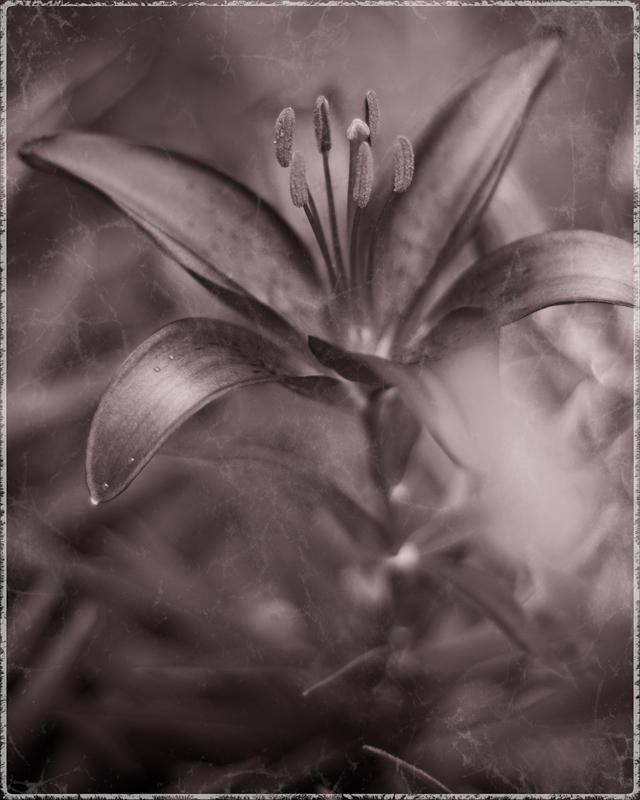Flowers fine art photograph 13 by Rick Austin