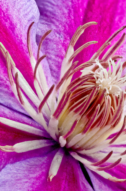 Flowers fine art photograph 14 by Rick Austin